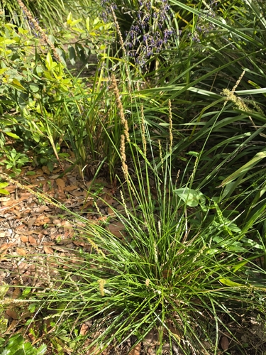 Carex appressa observed 2026-10-21