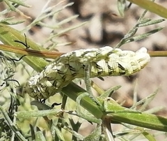 Cucullia chamomillae