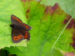 Erebia ligea