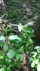 Lonicera periclymenum