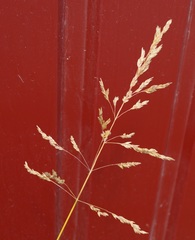 Poa trivialis sylvicola