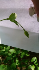 Lonicera periclymenum