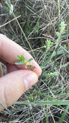 Smartweed Leafflower