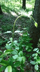 Lonicera periclymenum