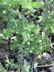 Galium hallii