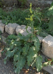 Rumex patientia orientalis