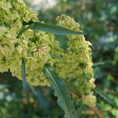 Rumex patientia orientalis