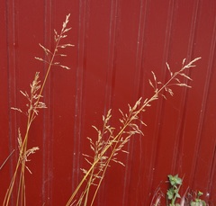 Poa trivialis sylvicola