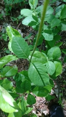Lonicera periclymenum