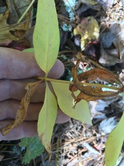 Lysimachia quadrifolia