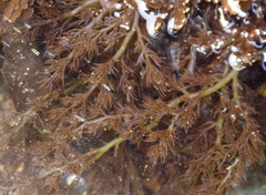 Odonthalia floccosa