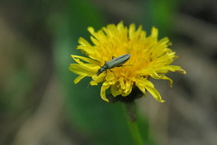 Coleoptera