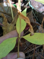 Lysimachia quadrifolia