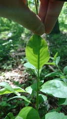 Lonicera periclymenum