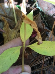 Lysimachia quadrifolia