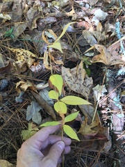 Lysimachia quadrifolia