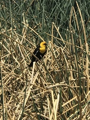 Xanthocephalus xanthocephalus