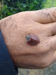 Cyrtonota textilis