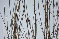 Curruca communis