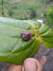 Cyrtonota textilis