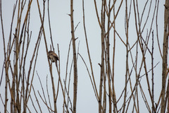 Curruca communis