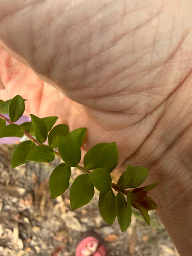 Platysace lanceolata observed 2026-10-20