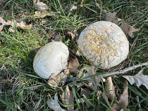 Mycenastrum corium observed 2026-10-19