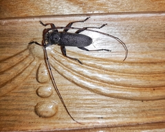 Stromatium longicorne