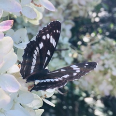 Limenitis helmanni