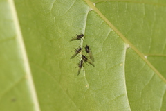 Periphyllus testudinaceus