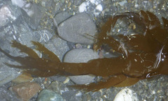 Desmarestia ligulata