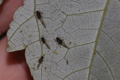 Periphyllus testudinaceus