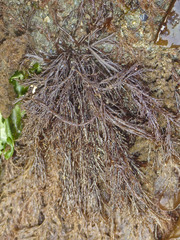 Cryptosiphonia woodii