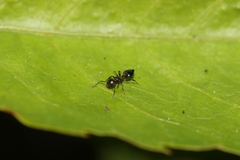 Crematogaster cerasi