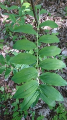 Polygonatum multiflorum