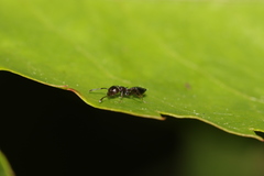 Crematogaster cerasi