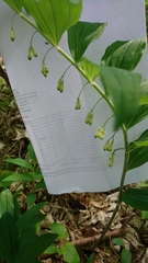 Polygonatum multiflorum