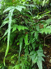 Bolbitis heteroclita