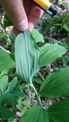 Polygonatum multiflorum
