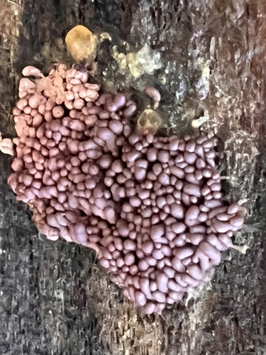 Arcyria stipata observed 2026-10-19