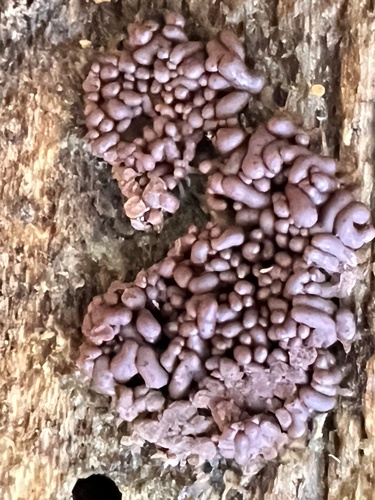 Arcyria stipata observed 2026-10-19