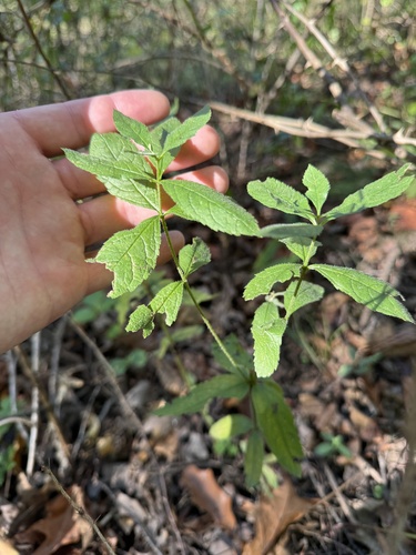Veronicastrum virginicum observed 2026-10-20