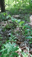 Polygonatum multiflorum