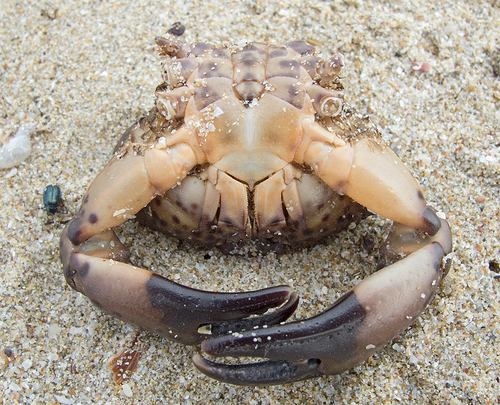 Xantho poressa