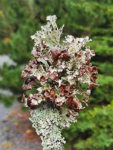 Platismatia tuckermanii observed 2026-10-05