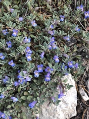 Penstemon caespitosus