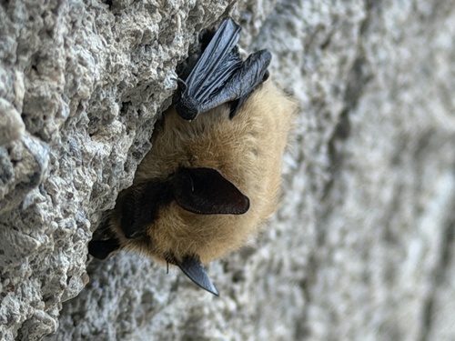 Myotis observed 2026-10-20