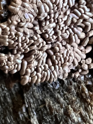 Arcyria stipata observed 2026-10-19