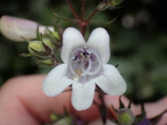 Penstemon