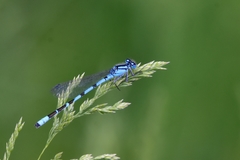 Enallagma risi
